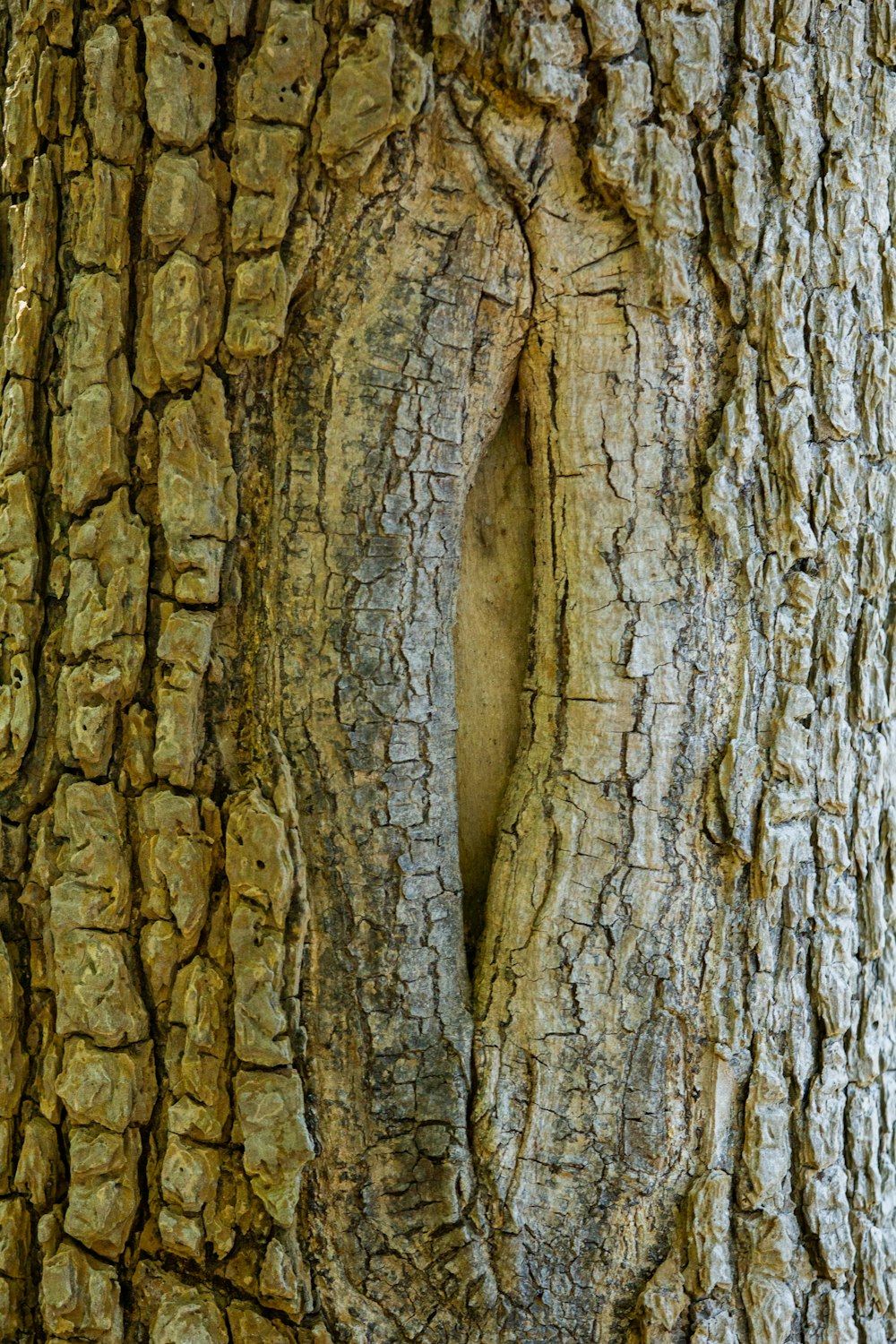 a close up of the bark of a tree