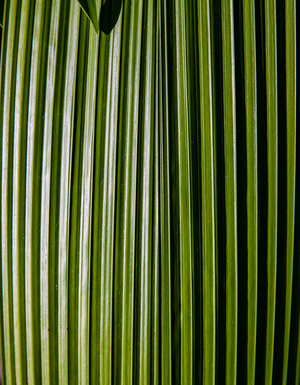 a close up view of a green leaf