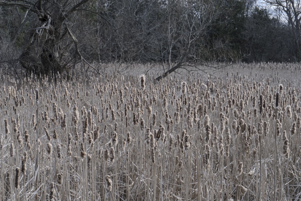 a field of tall grass with trees in the background