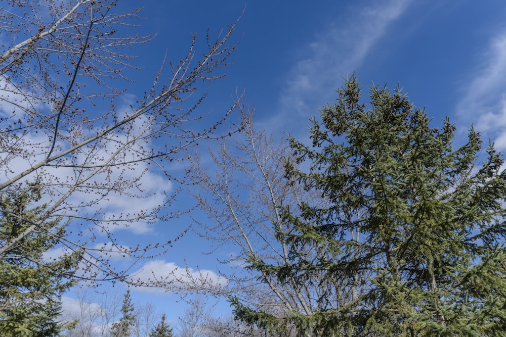 a blue sky with some clouds and some trees