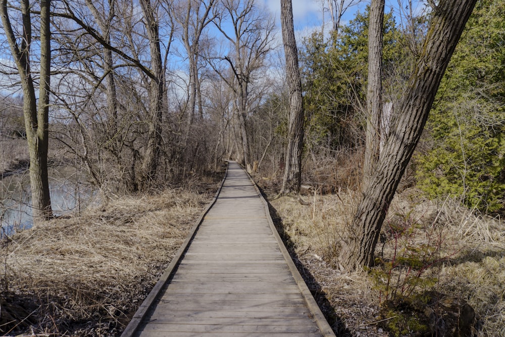 a wooden walkway in the middle of a wooded area