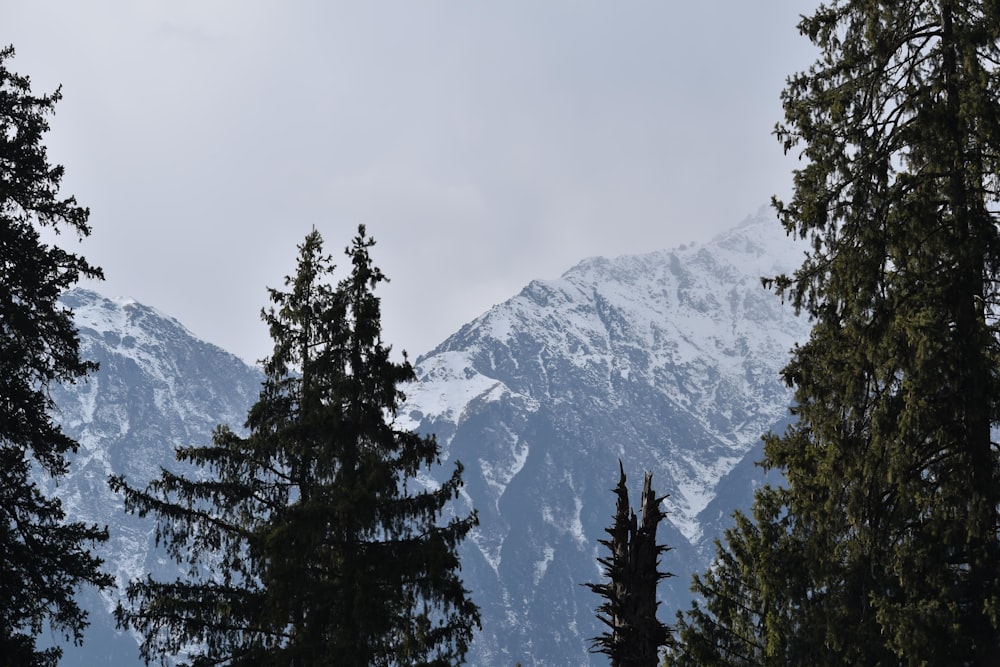 a view of a snow covered mountain through the trees