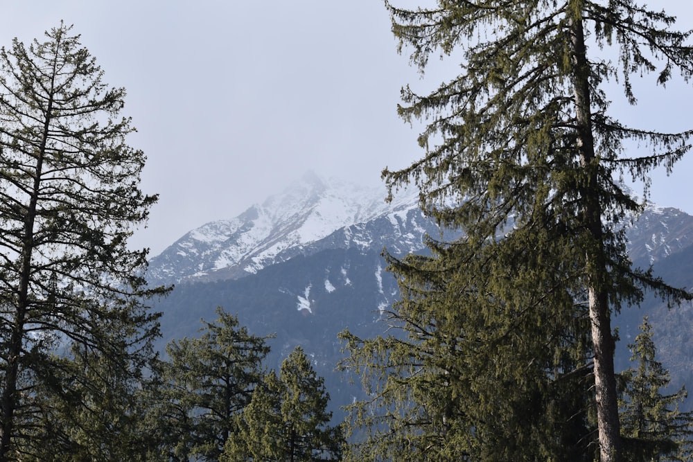 Blick auf einen schneebedeckten Berg durch die Bäume