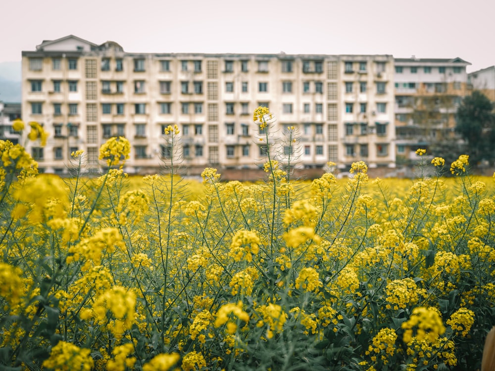 a field of yellow flowers in front of a large building
