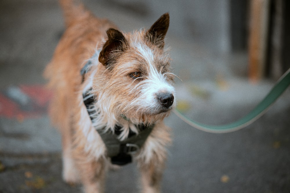 a small brown and white dog on a leash