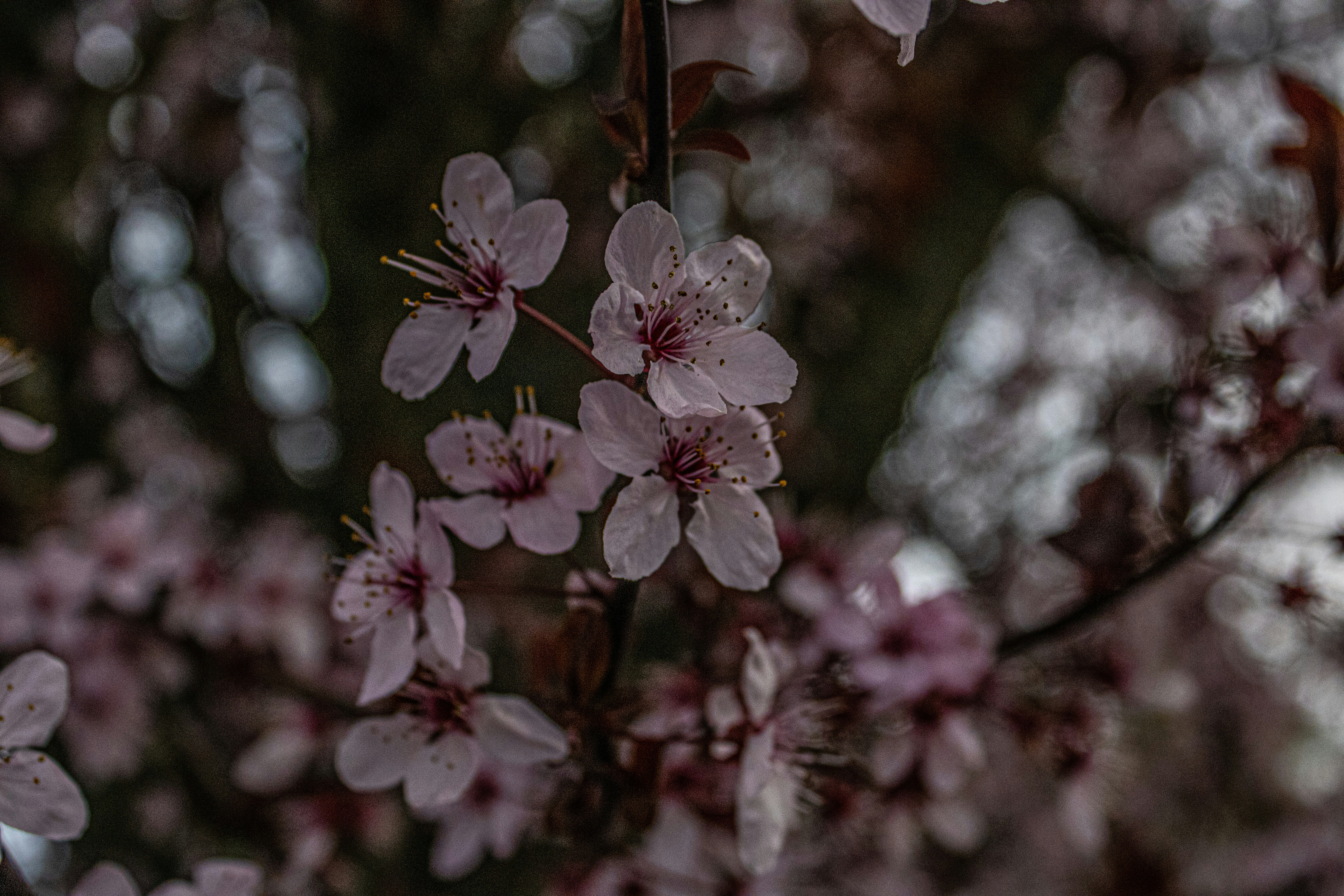 Photo by prphotography262