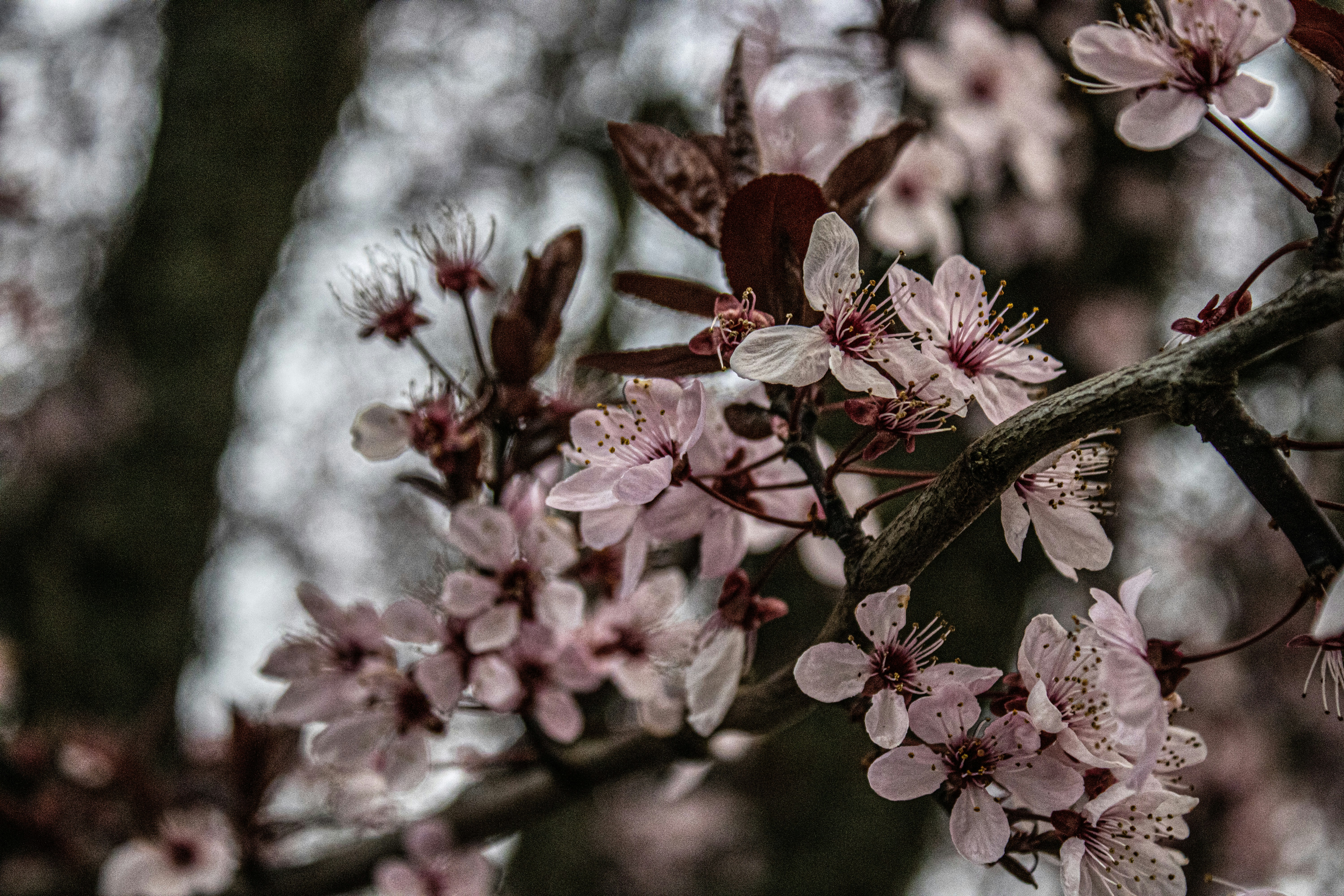 Photo by prphotography262