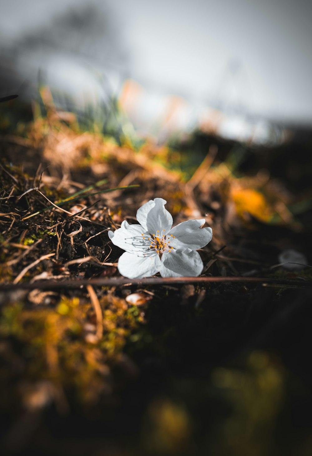 a single white flower sitting on the ground