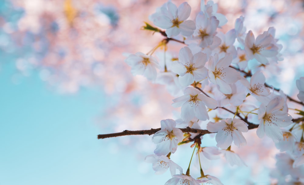 a close up of a branch with white flowers