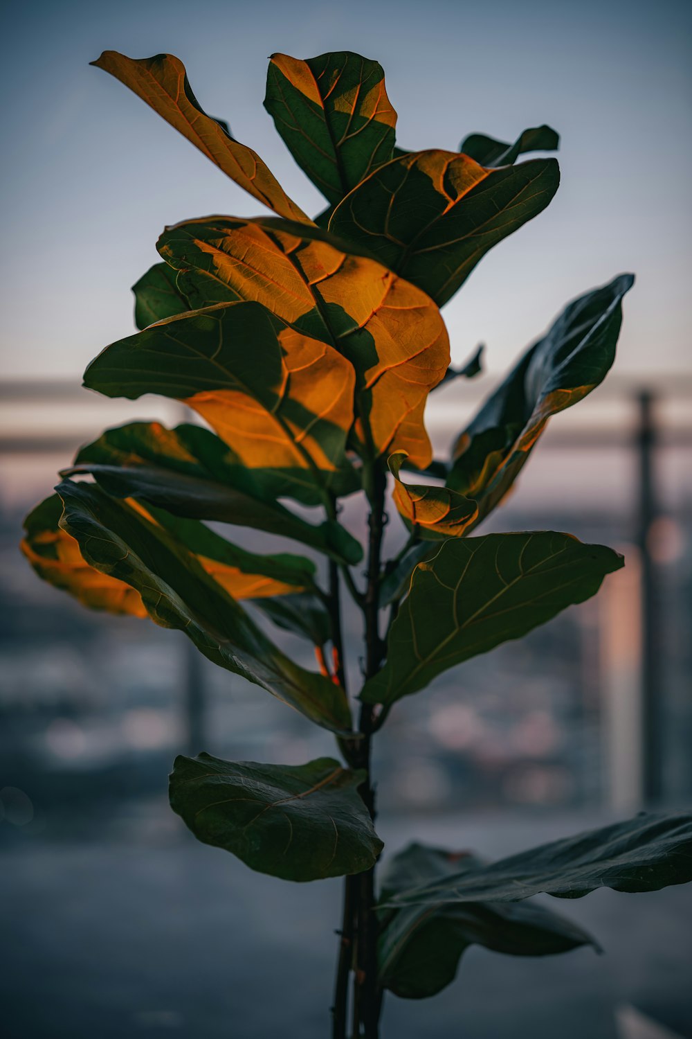 a close up of a plant with a city in the background