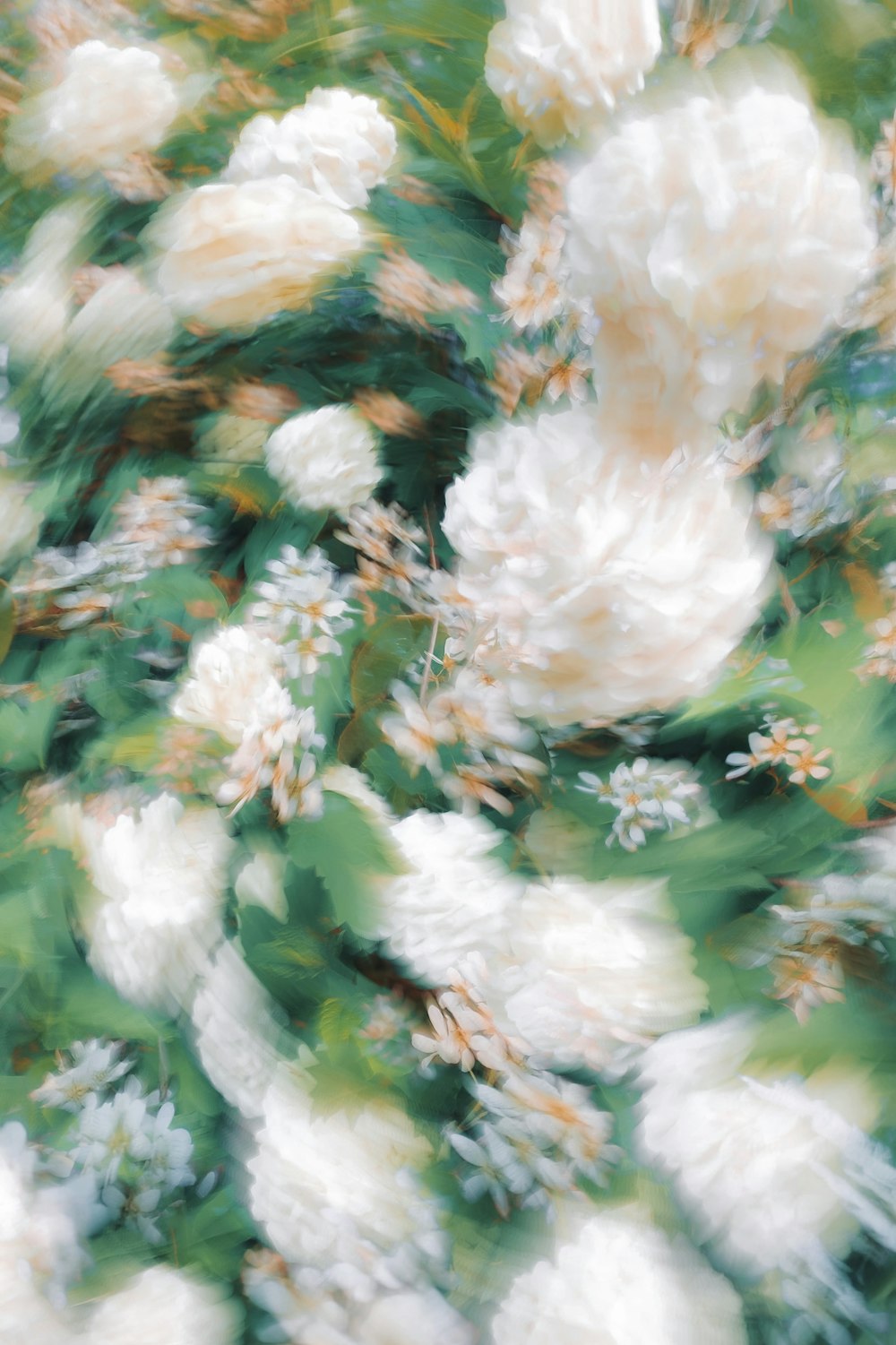 blurry photograph of white flowers in a garden