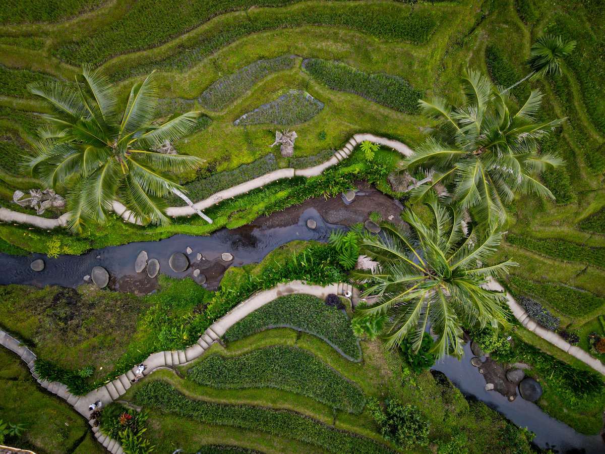 Hamparan sawah hijau di Bali