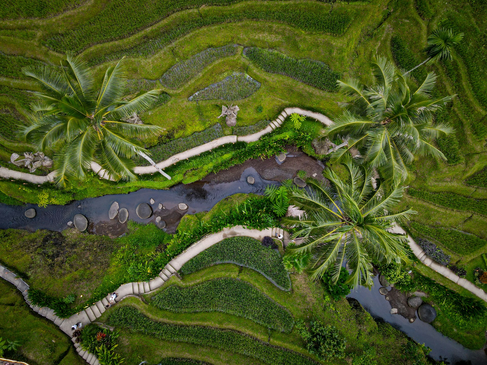 an aerial view of a lush green rice field