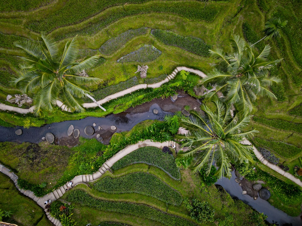 Una vista aérea de un exuberante campo de arroz verde