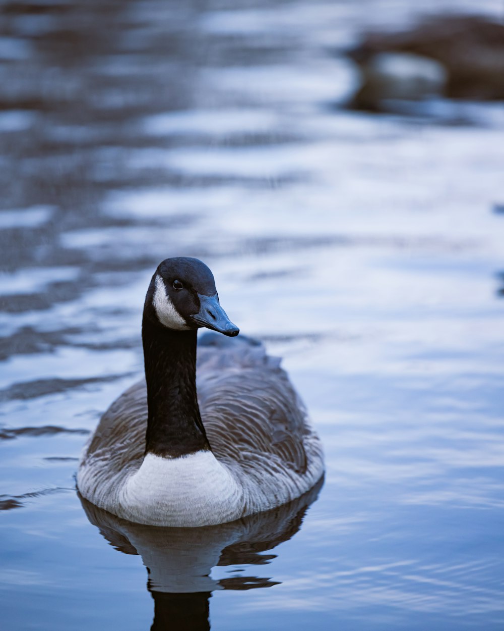 a duck floating on top of a body of water