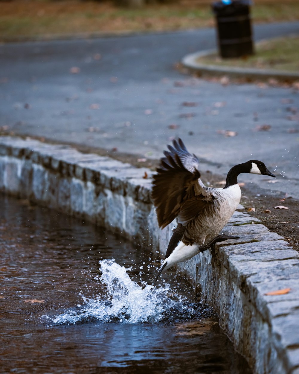 a duck landing on the edge of a body of water