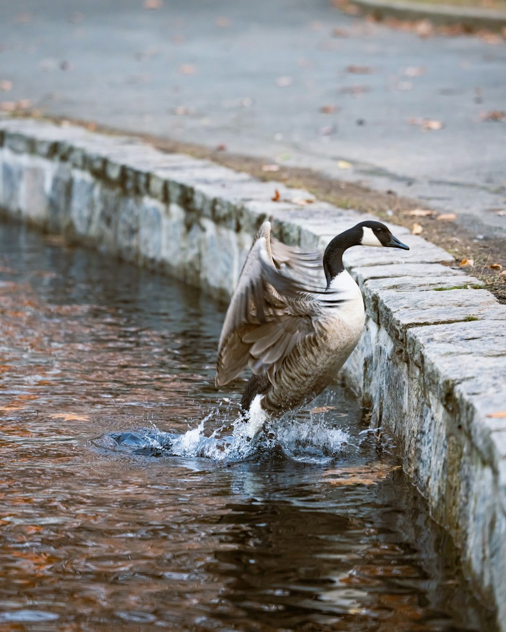 a duck landing on the edge of a body of water