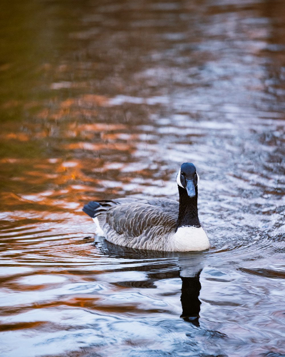 a duck floating on top of a body of water