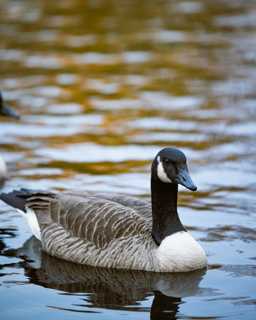 a couple of ducks floating on top of a lake