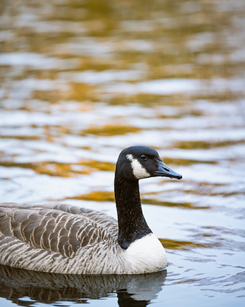 a duck floating on top of a body of water