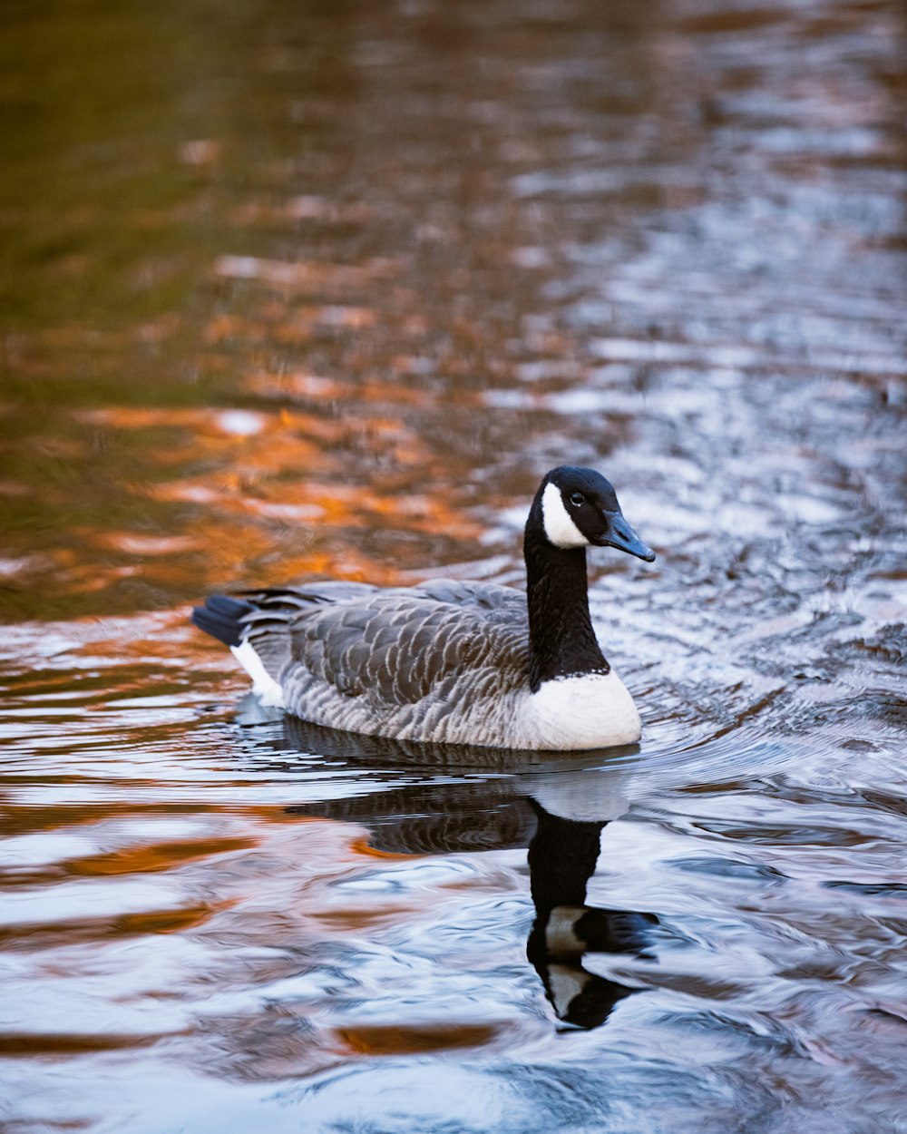 a duck floating on top of a body of water