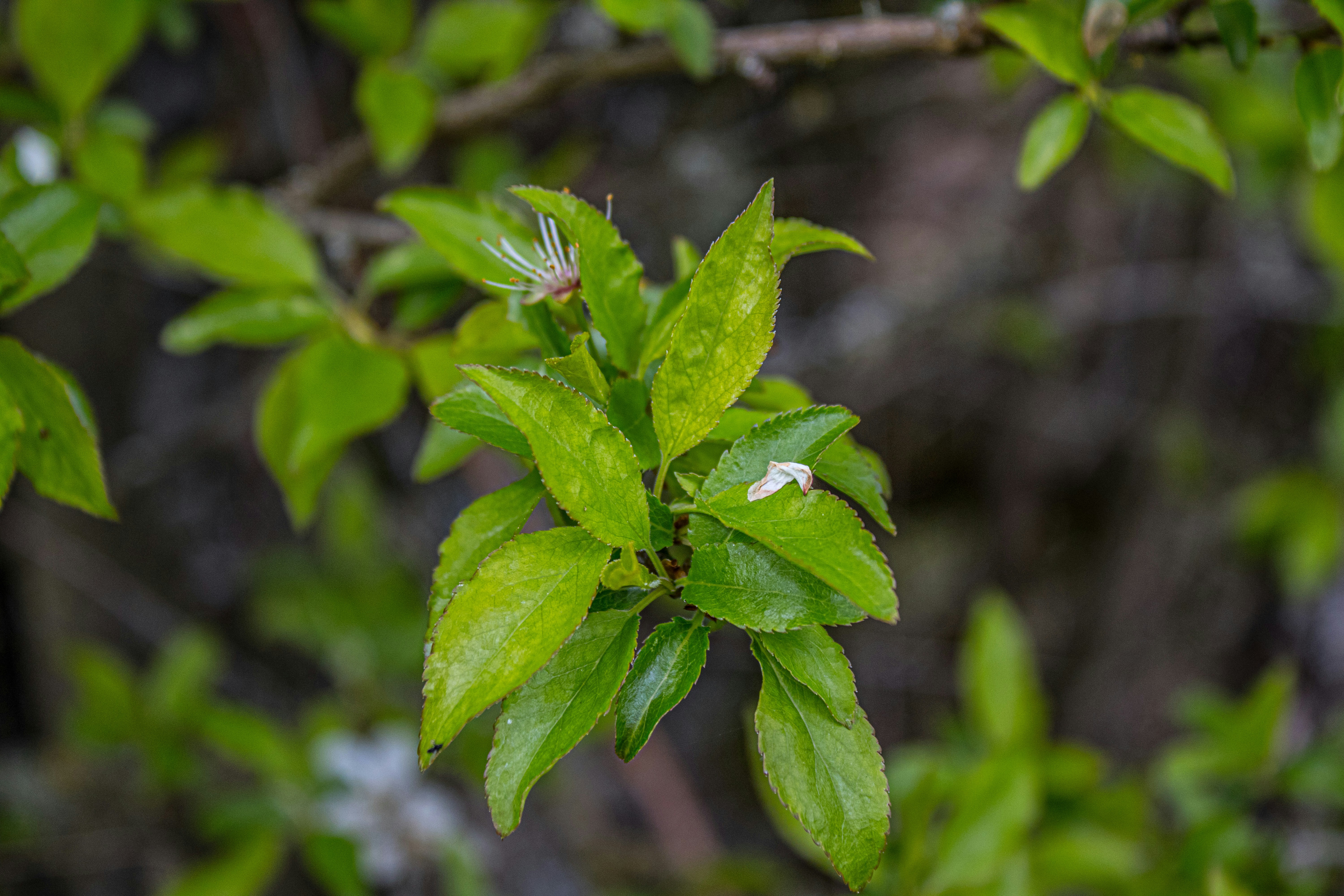 Photo by prphotography262