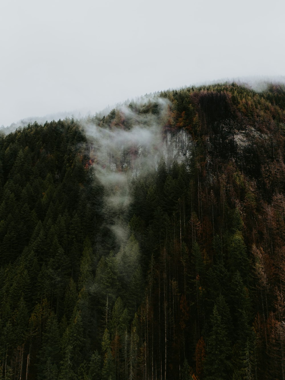 a mountain covered in fog with trees in the foreground