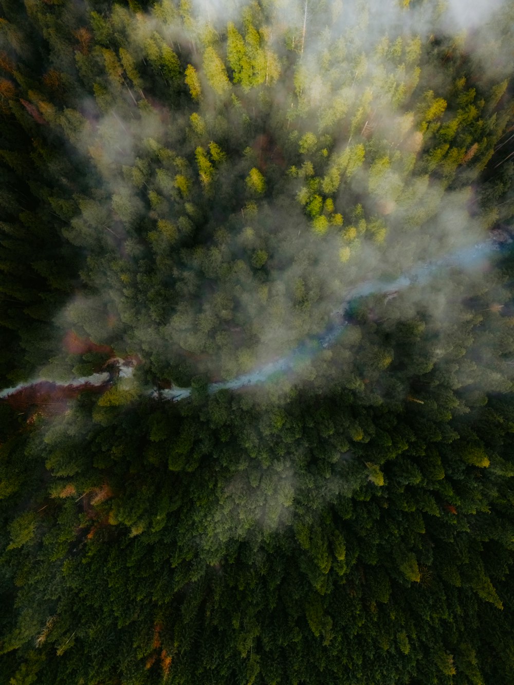 an aerial view of a forest with a plane flying over it