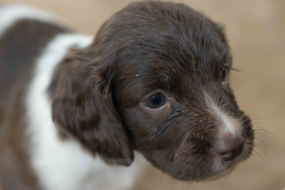 a brown and white puppy is looking at the camera