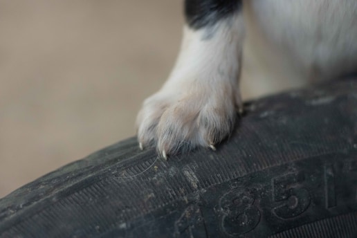 a close up of a dog's paw on a tire