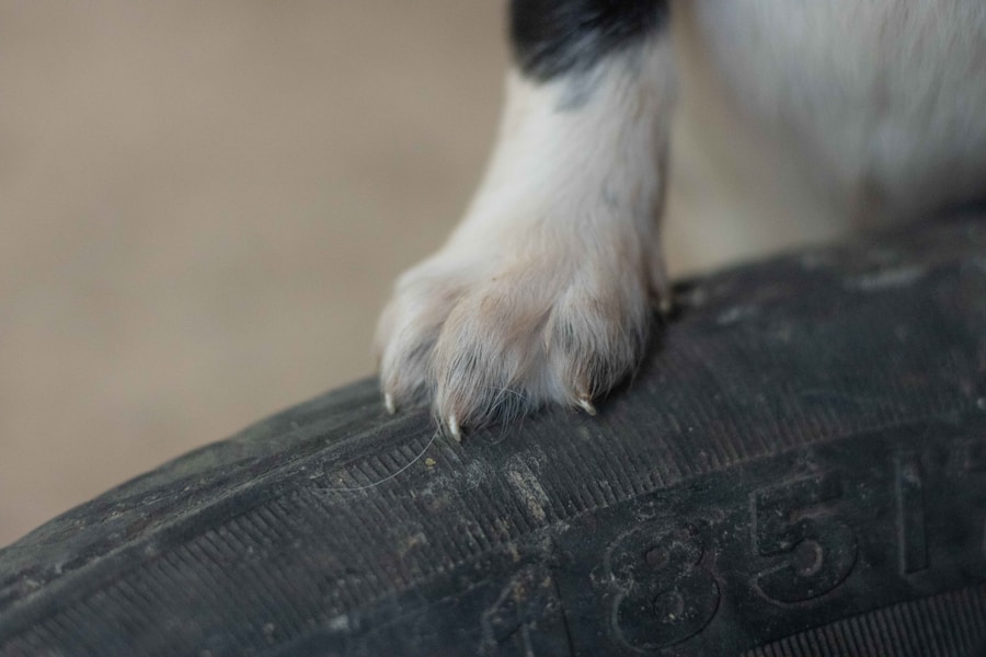 Dog Broken Nail: What to Do and When to See a Vet