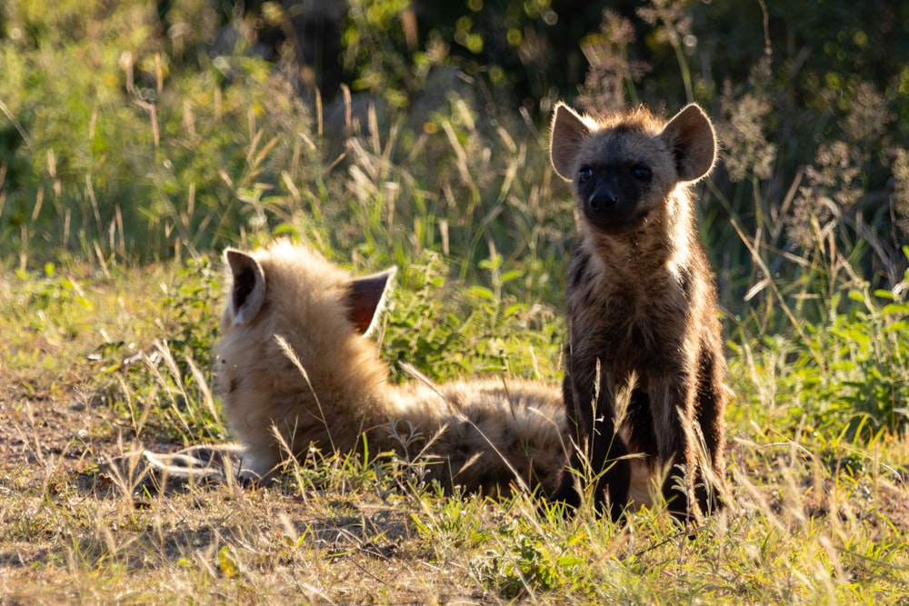 two hyenas are sitting in the grass