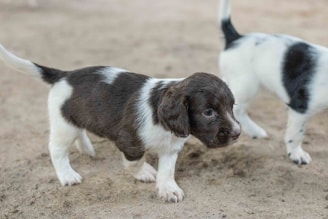 a couple of small dogs standing next to each other