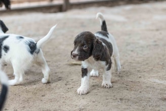 a couple of small dogs standing on top of a dirt field