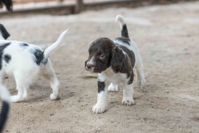 a couple of small dogs standing on top of a dirt field