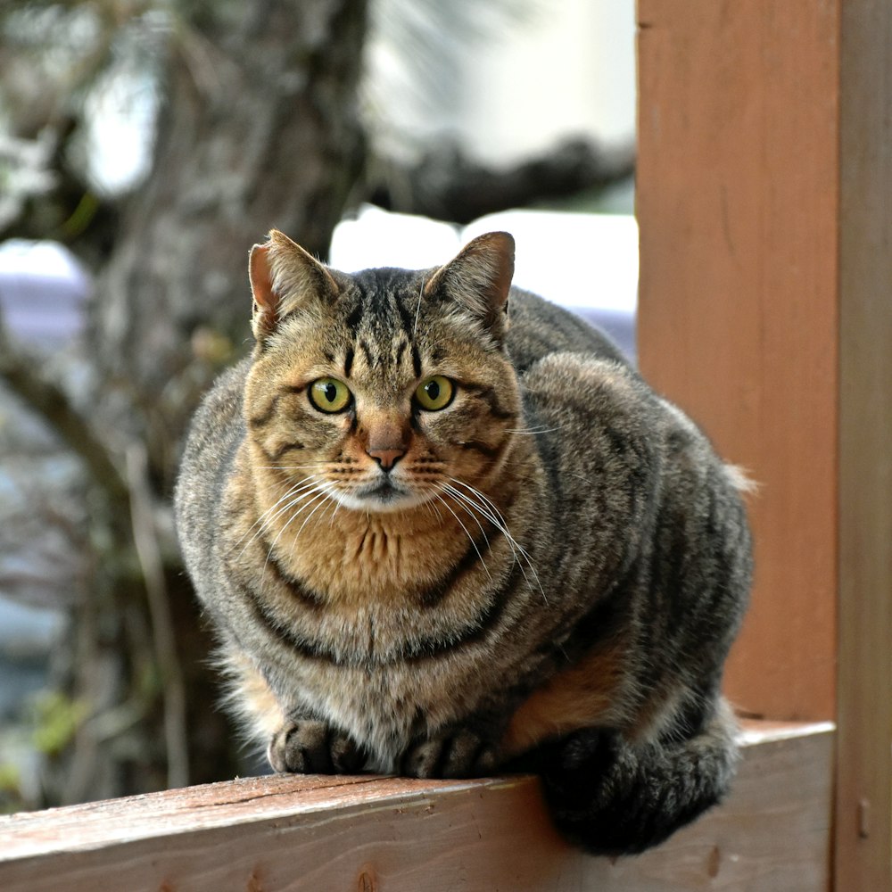 a cat sitting on top of a wooden fence