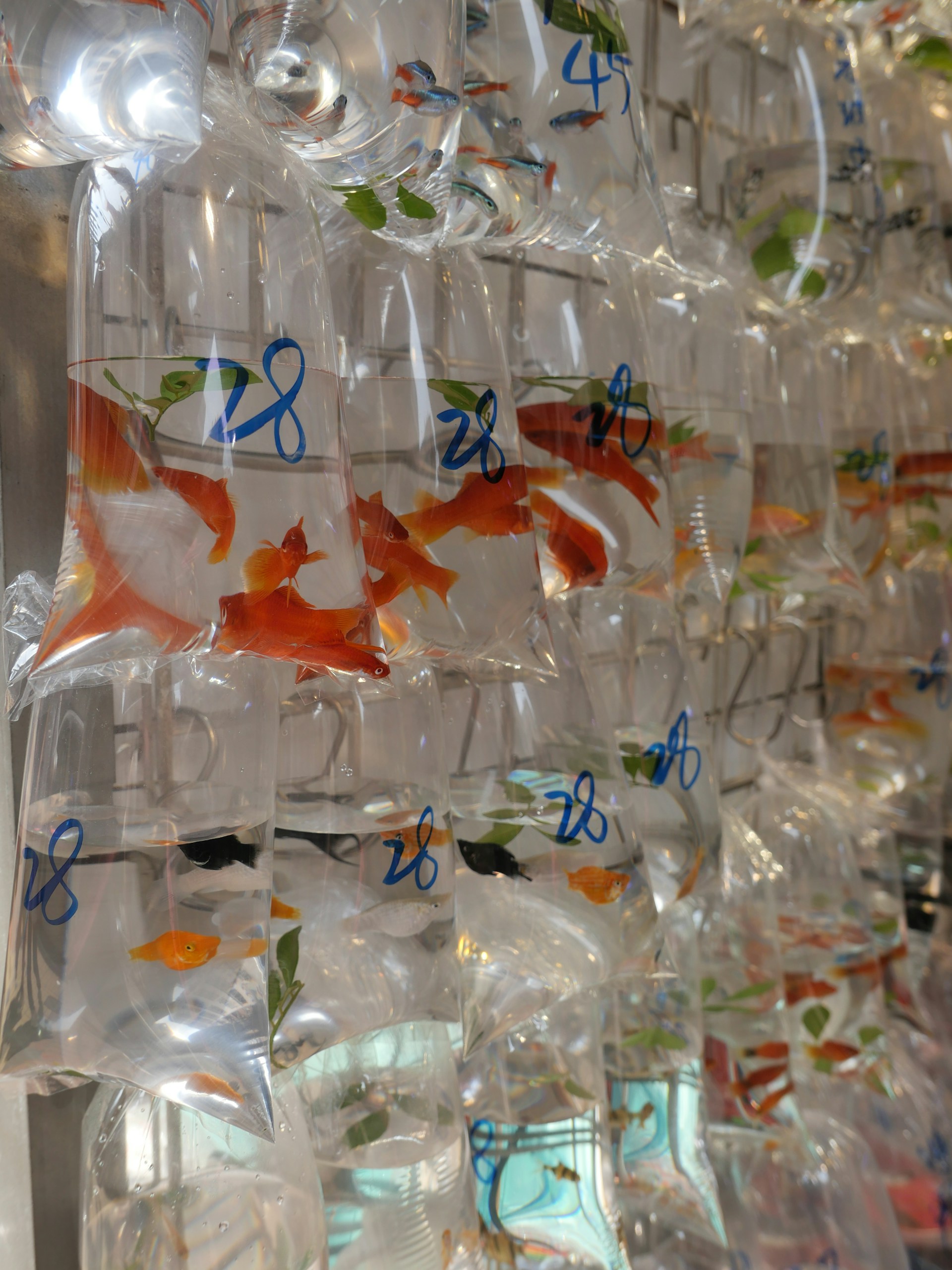 a bunch of fish in plastic bags hanging on a wall