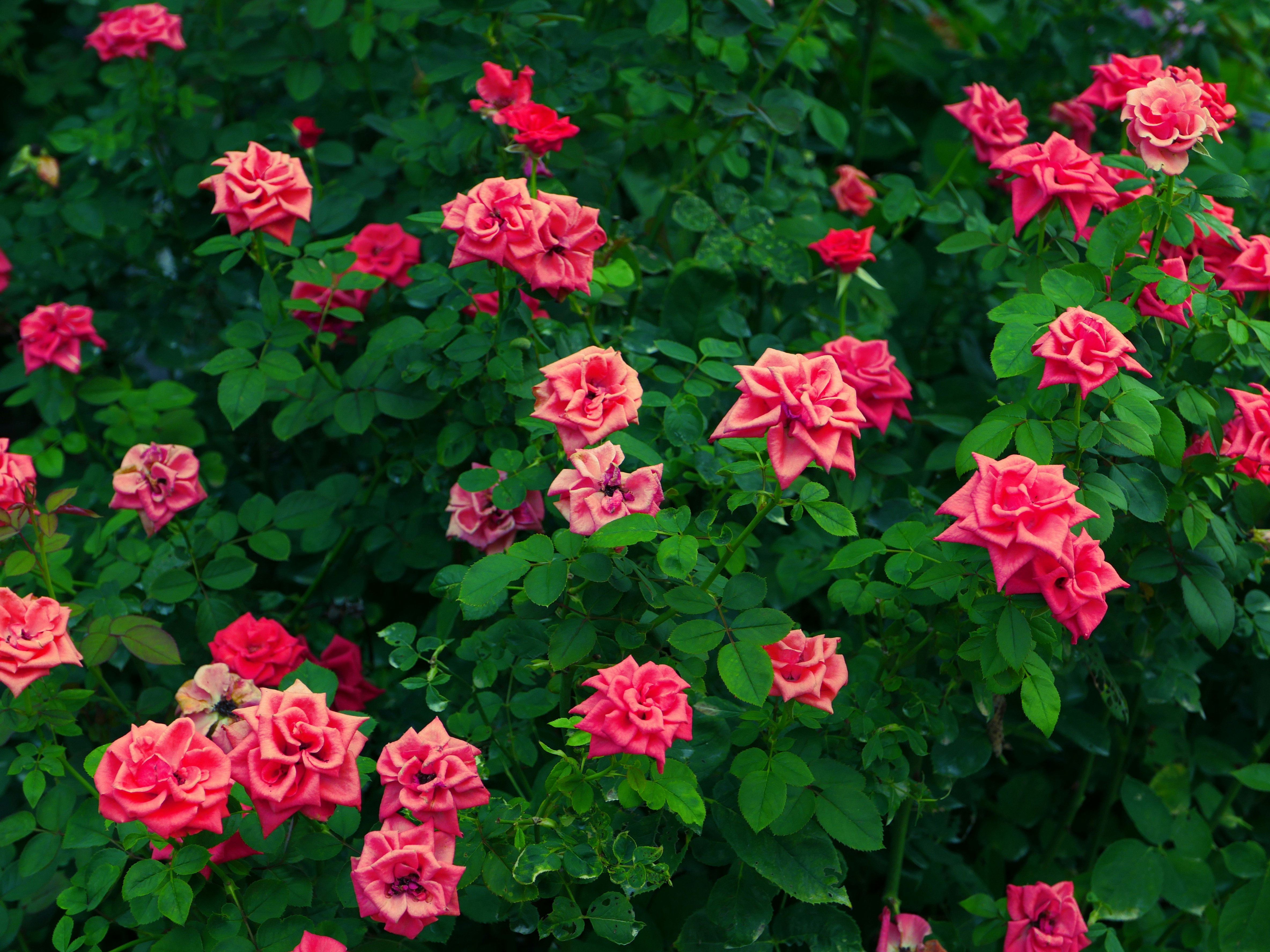 Photo by sugarcaneee