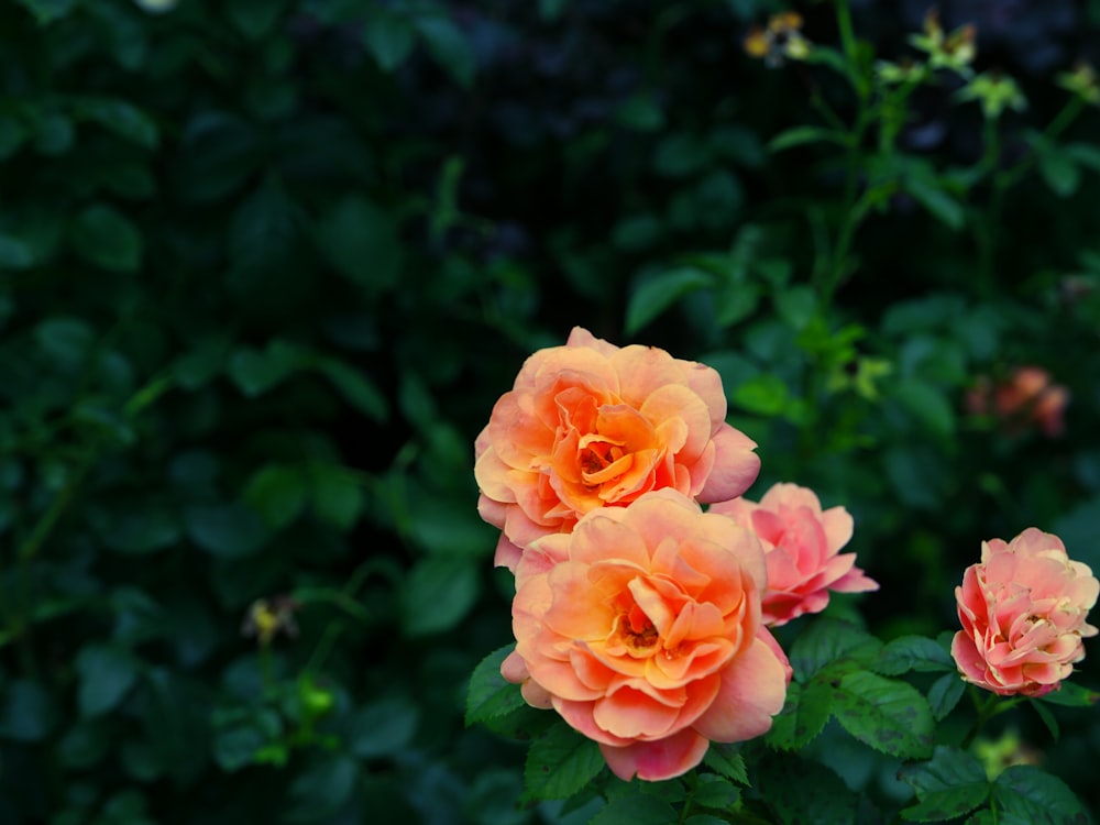 a couple of pink flowers sitting on top of a lush green field