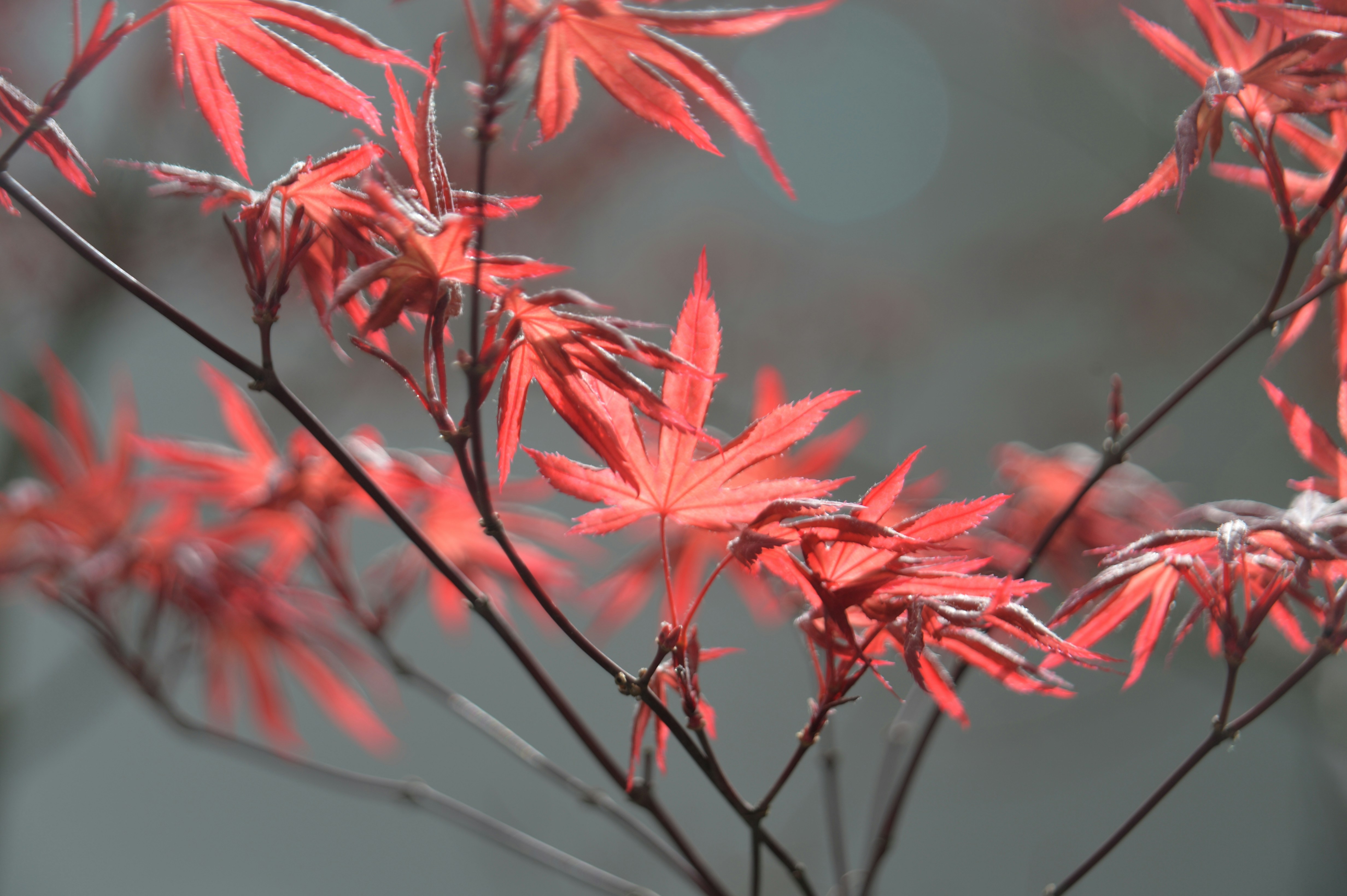 Photo by baliko_andras