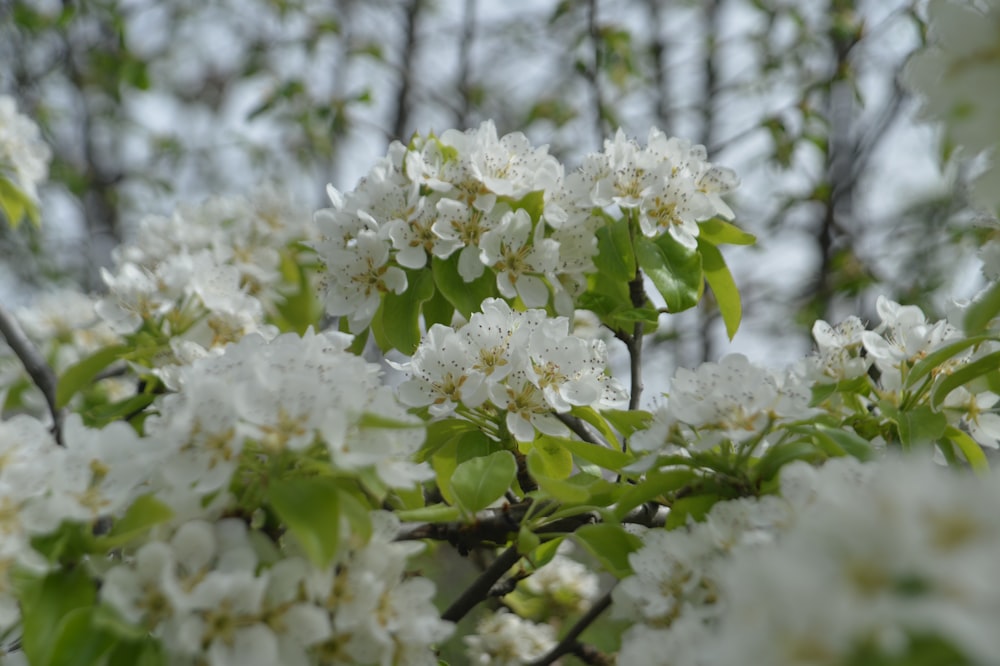 a tree filled with lots of white flowers