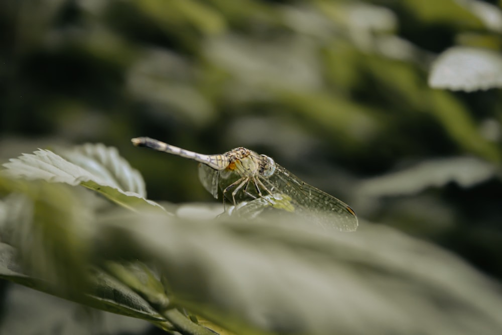 a close up of a dragonfly on a leaf