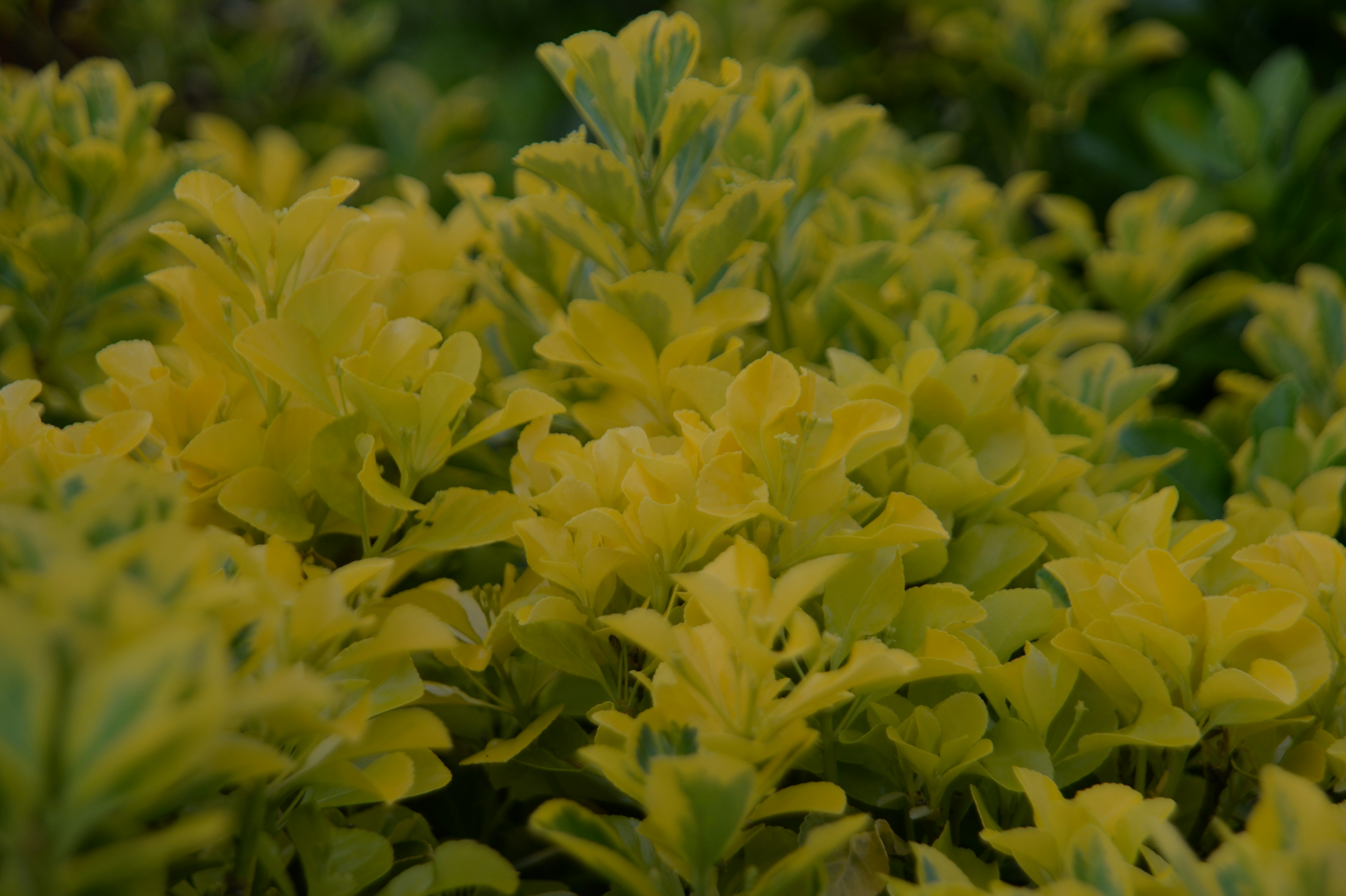 Photo by baliko_andras