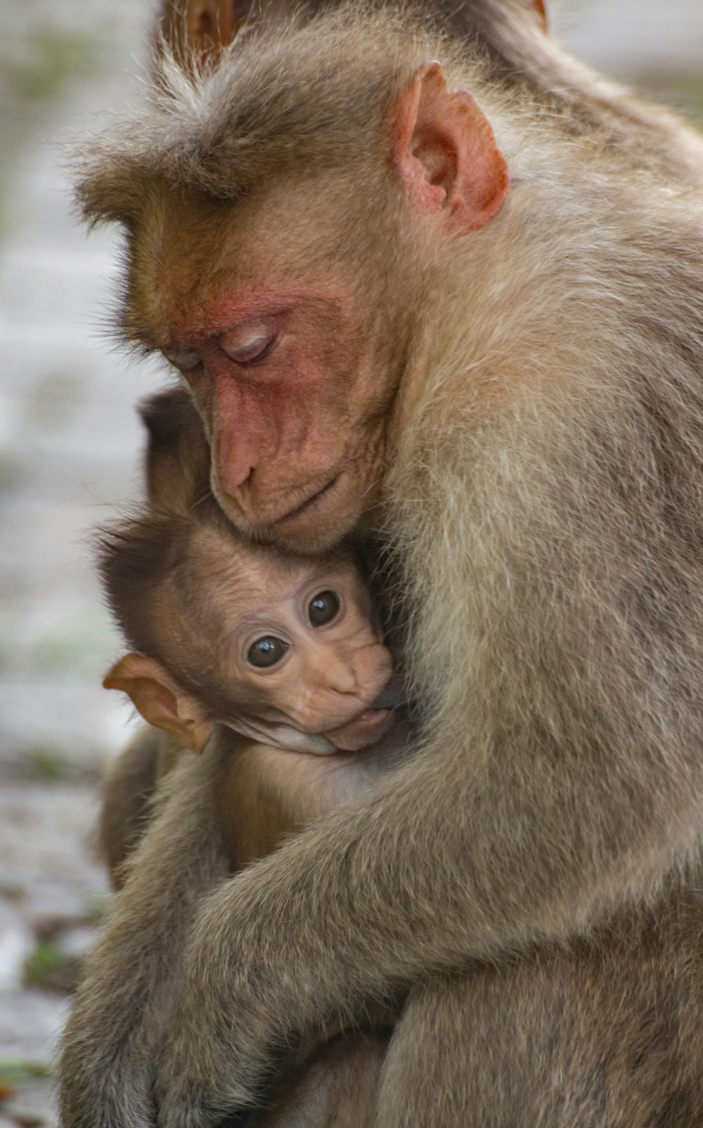 a mother and baby monkey cuddling together
