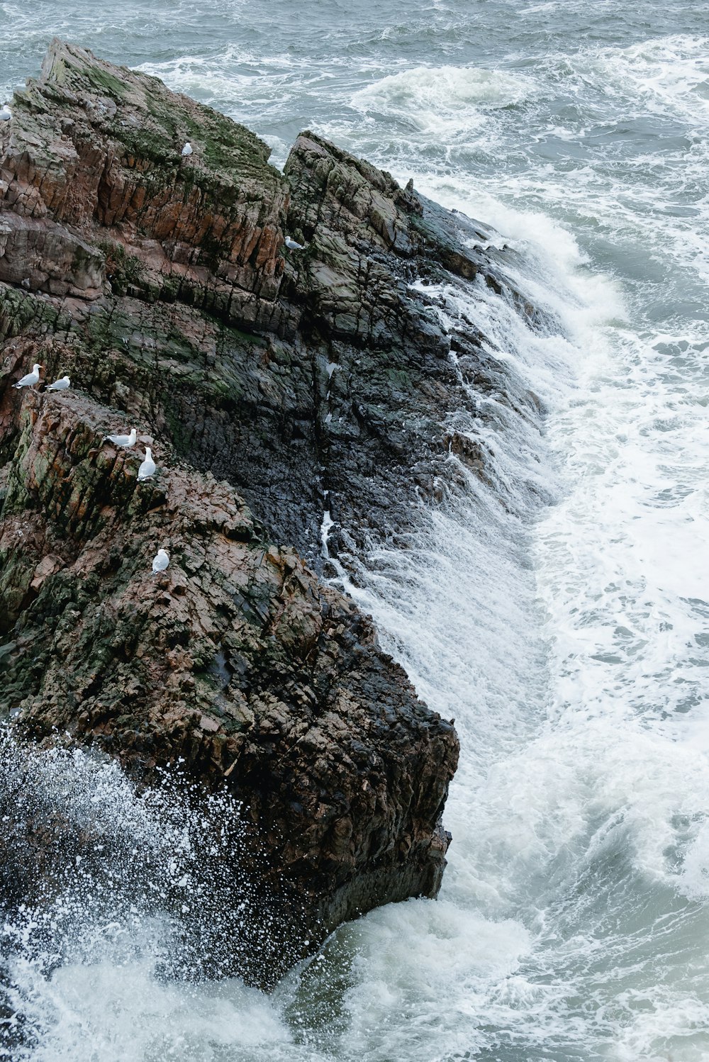 a group of seagulls sitting on top of a rocky outcropping