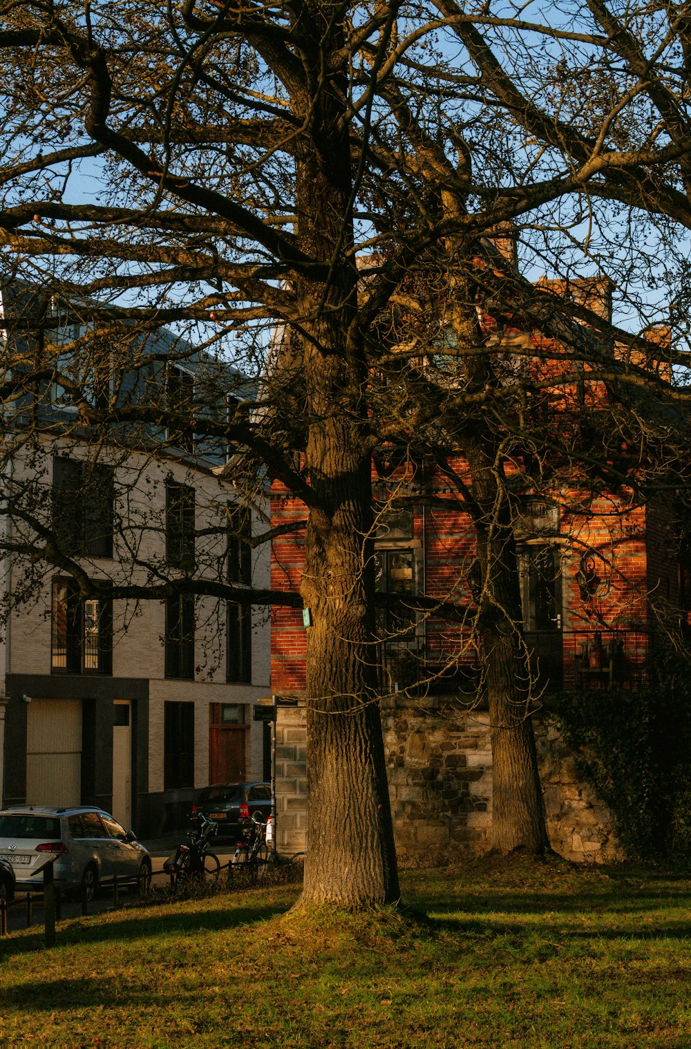 a tree in front of a building with cars parked in front of it