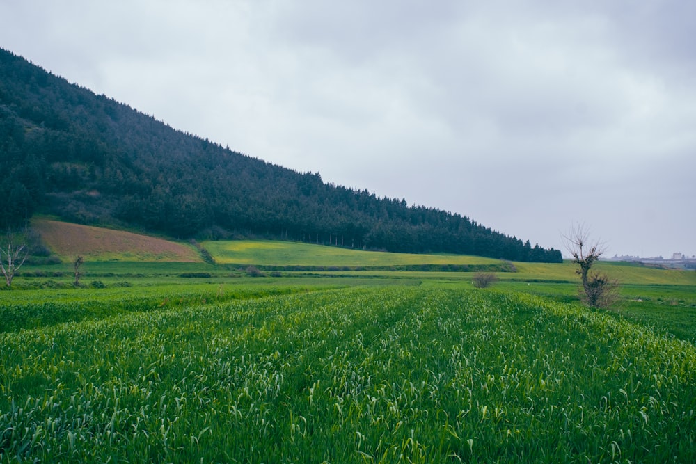 a green field with trees in the background