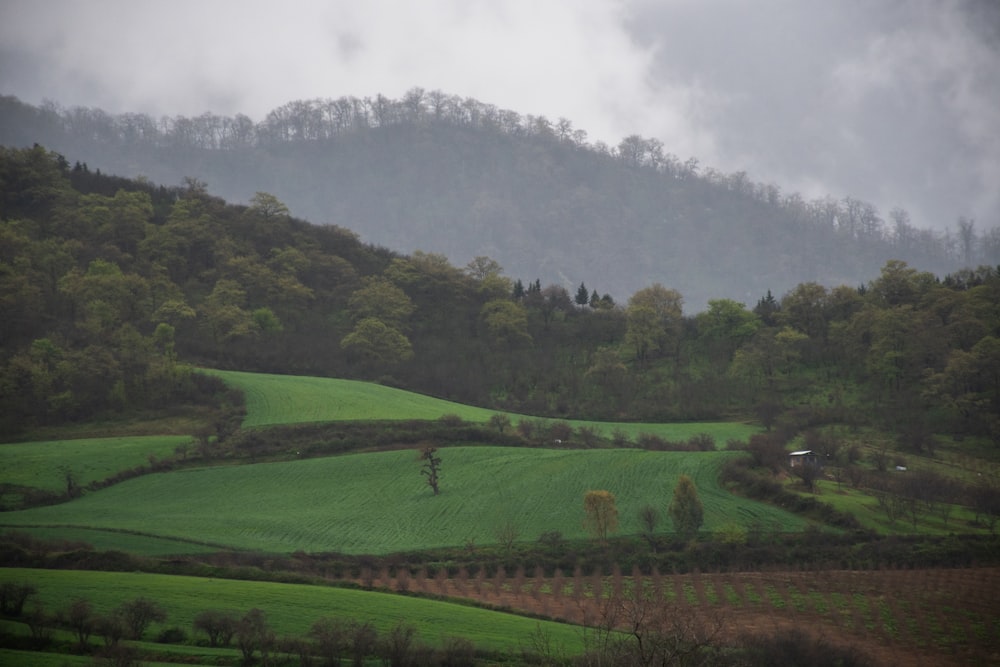 a lush green hillside covered in lots of trees