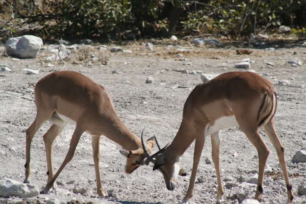 two antelope standing next to each other on a rocky field