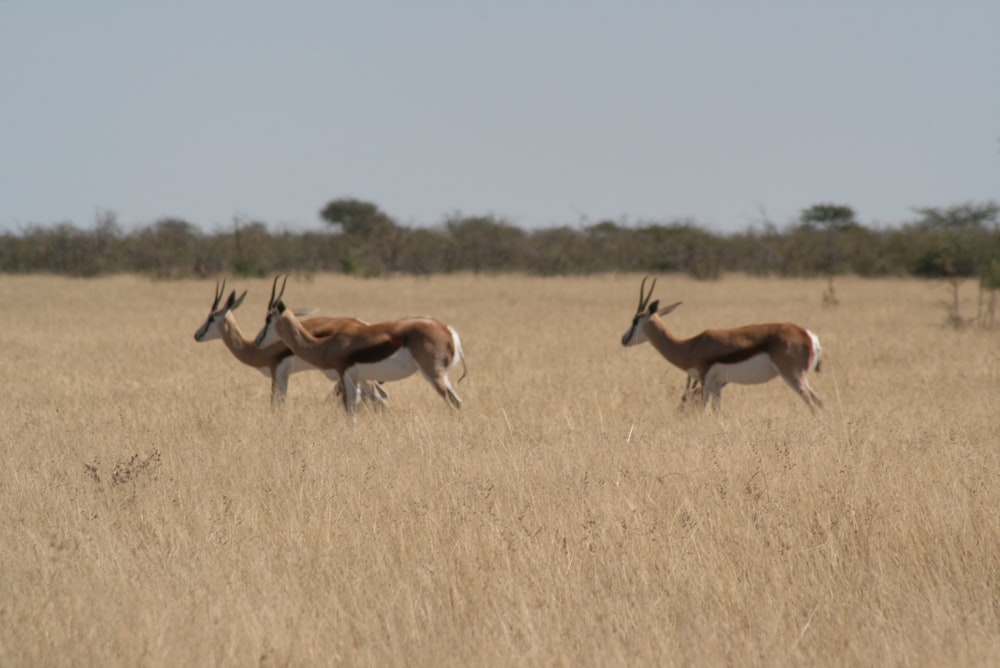 two antelope walking through a dry grass field